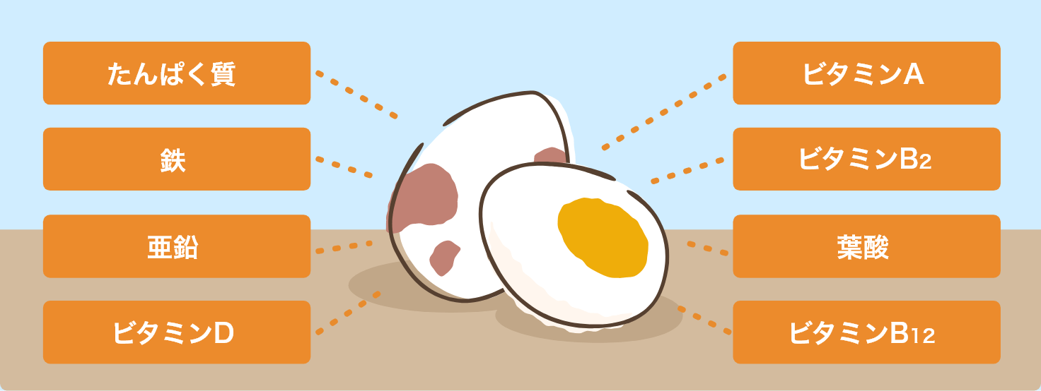 うずらの卵に含まれる栄養素